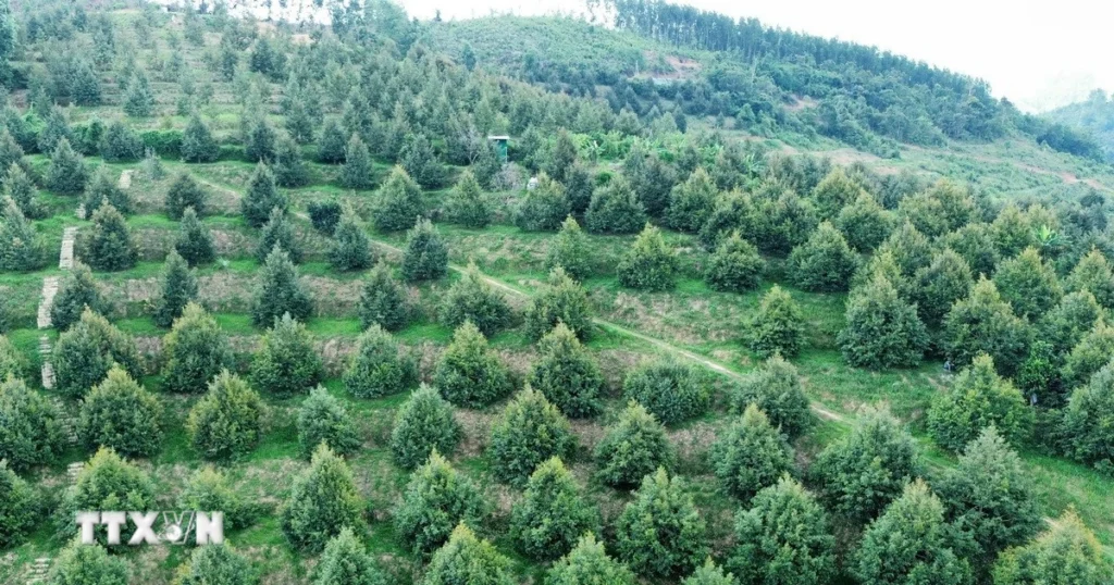 Khánh Hòa: Xây dựng thương hiệu OCOP, mở rộng thị trường cho sản phẩm miền núi 1 1309 khanh hoa sau rieng
