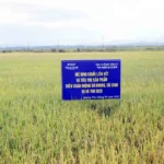 2509 lua quang tri