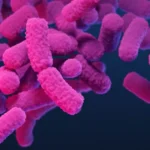 enterobacterales
