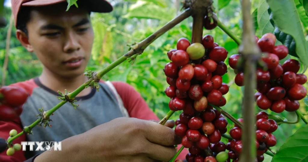 Giá tăng, thị trường càphê "bùng nổ" lên mức cao nhất kể từ cuối tháng 4 1 gia caphe