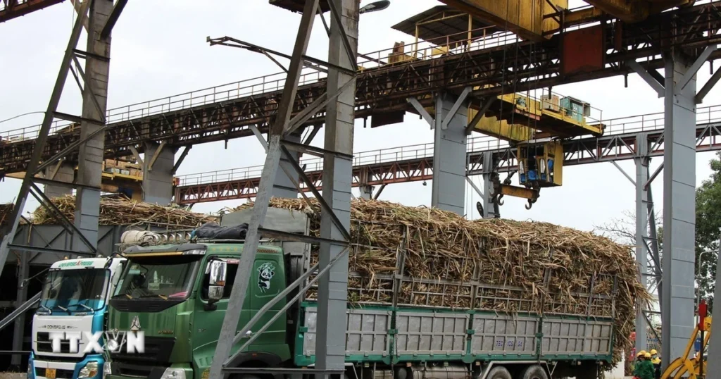 Năng suất đường Việt Nam tiếp tục dẫn đầu khu vực 1 mia duong