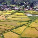 mua vang lua chin ngoc chien son la 5