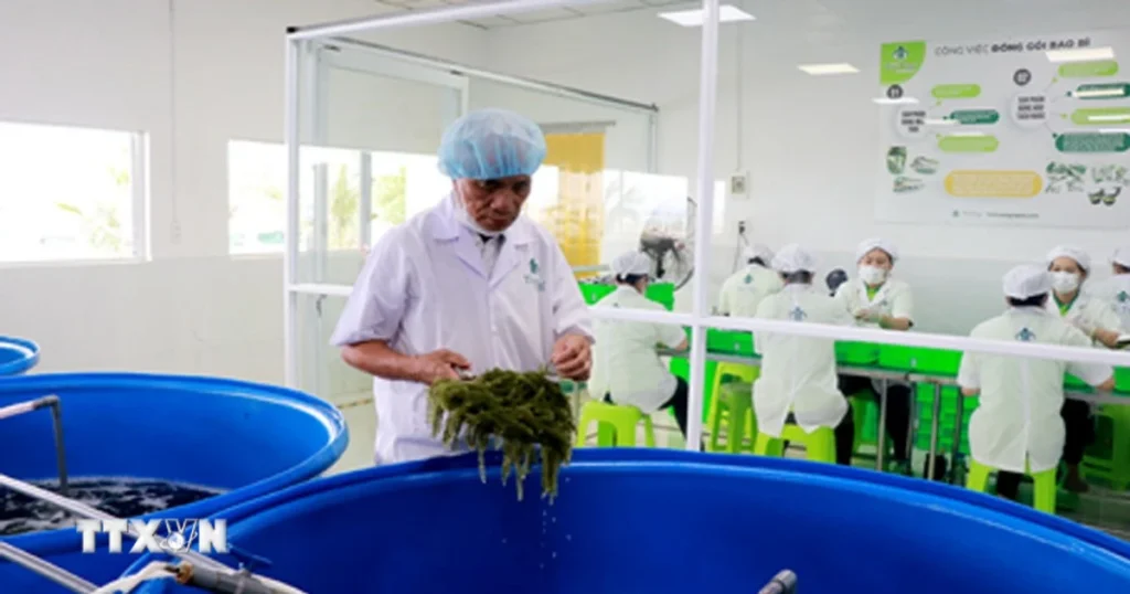 Người tiên phong đưa rong nho Việt Nam vươn ra thế giới 1 rong nho tri tin