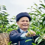tra peng che shan tuyet tuyen quang