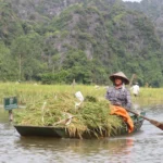 mua vang tam coc