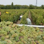 nganh ruou vang bordeaux phap