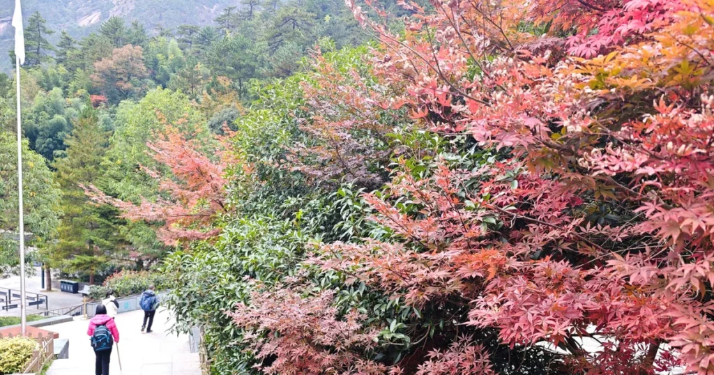Mê mẩn với lá vàng, đỏ tuyệt đẹp trên núi Hoàng Sơn khi mùa Thu về 1 fbf96bd8 197b 4d6e 991b 69a0829e06bd