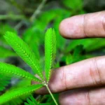 mimosa pudica2