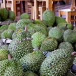 sau rieng