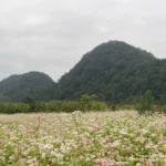 tuyen quan cao nguyen da dong van 02