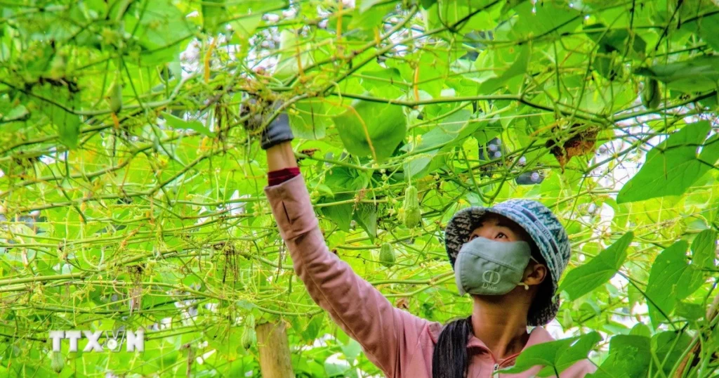 Khám phá mùa su nụ trên nóc nhà miền Tây ở tỉnh An Giang 1 0311 su su nui cam 3