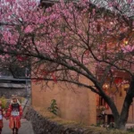 chuan bi don le hoi hoa mai anh dao xa lung cu lan thu nhat 8493373 2
