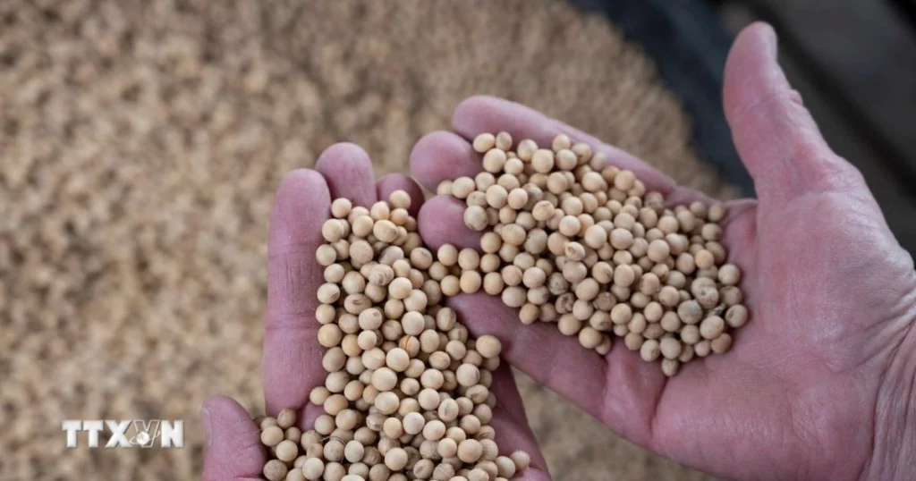 Xuất khẩu đậu tương Mỹ sang Trung Quốc tăng tốc sau nhiều tháng đóng băng 1 dau tuong 15