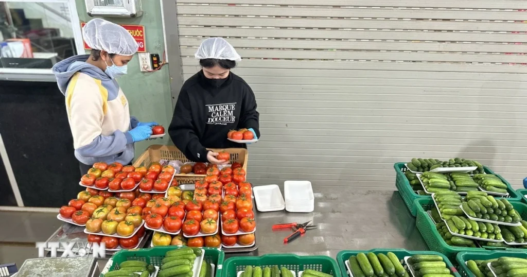Lâm Đồng: Nguồn cung và giá rau củ ổn định sau đợt mưa lũ lịch sử 1 gia rau cu on dinh sau mua lu 8491705