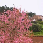 hoa mai anh dao da lat 2