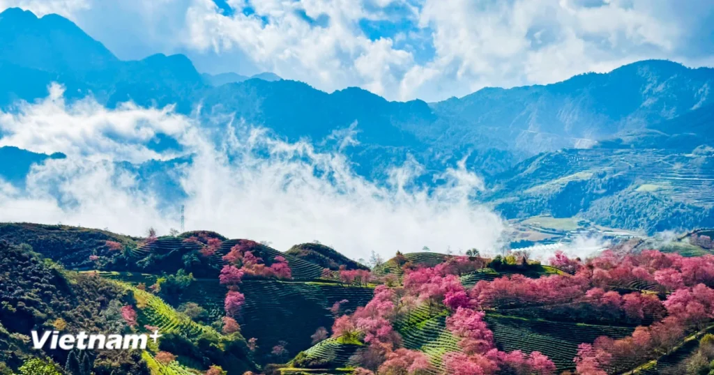 Rực rỡ sắc hoa mai anh đào tuyệt đẹp ở Sa Pa 1 sapa 11