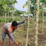 tich nong nghiep chet hu hong sau dot ngap ung 8452273