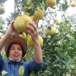ve mien qua ngot bac ninh3