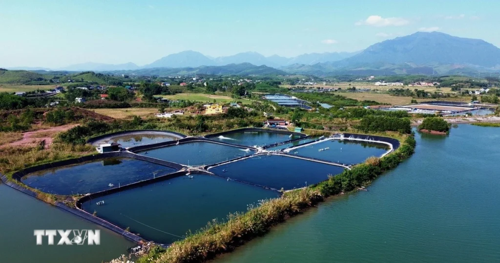 Quảng Ninh kỳ vọng giá trị tăng trưởng từ tôm nuôi trong năm 2026 1 1001 quang ninh