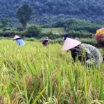 1901 dong bao ruc chut quang tri