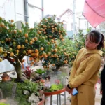 2801 quat tieu canh 1