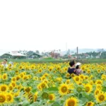 hoa huong duong