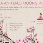 info le hoi hoa anh dao avatar