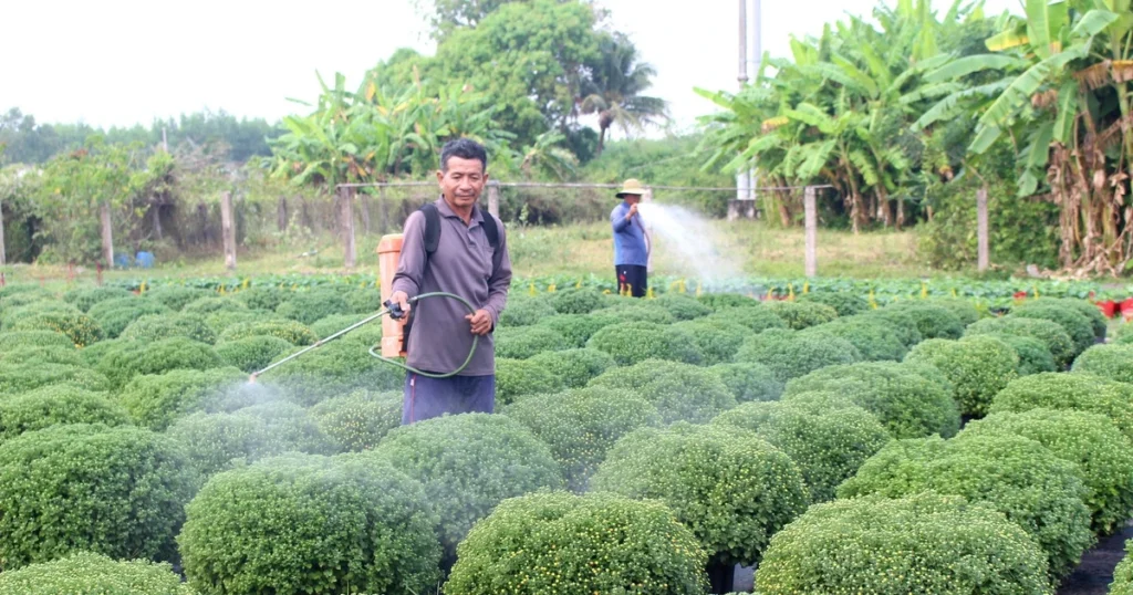 Lâm Đồng: Vụ rau, hoa phục vụ Tết Bính Ngọ vào giai đoạn "nước rút" 1 nong dan lam dong ky vong vao vu hoa mau tet
