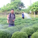 nong dan lam dong ky vong vao vu hoa mau tet