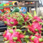 thanh long xuat khau 1109
