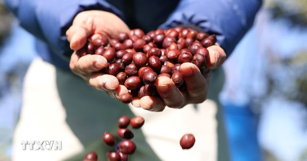 Không gian giá trị quốc gia cho càphê Việt Nam 1 txvn caphe dak lak 1403