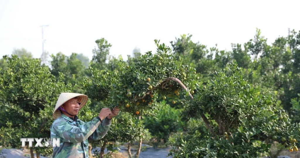 Làng nghề xứ Thanh tất bật tăng ca, nhộn nhịp chuẩn bị cho vụ Tết 1 vuon quat tet