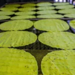 banh trang luu bao 1