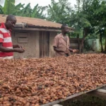 cacao ghana