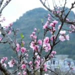 cho hoa xuan 1