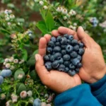 nam viet quat
