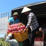 thanh long lam dong 2