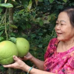 vinh long resize