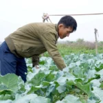vua rau lon cua tinh quang tri duoc mua vu tet 12 1