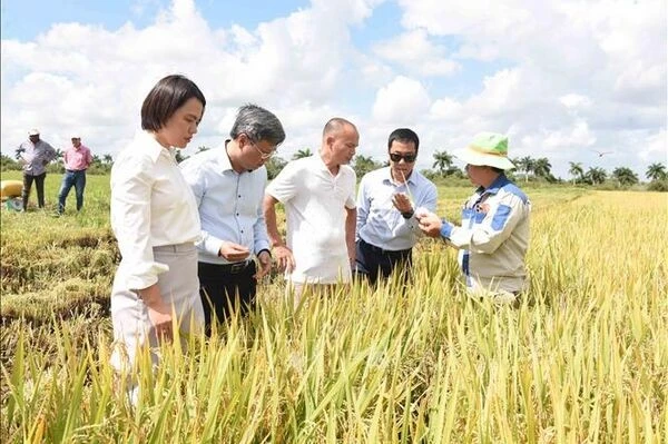 Cuba đánh giá cao hợp tác lúa gạo với Việt Nam 1 155526 vna potal san xuat lua gao diem sang trong quan he hop tac nong nghiep viet nam cuba stand 1