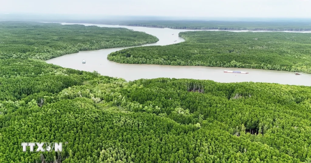 Hơn 1.600 tỷ đồng phát triển du lịch sinh thái rừng Cần Giờ theo hướng bền vững 1 du tru sinh quyen rung ngap man can gio 9 resize