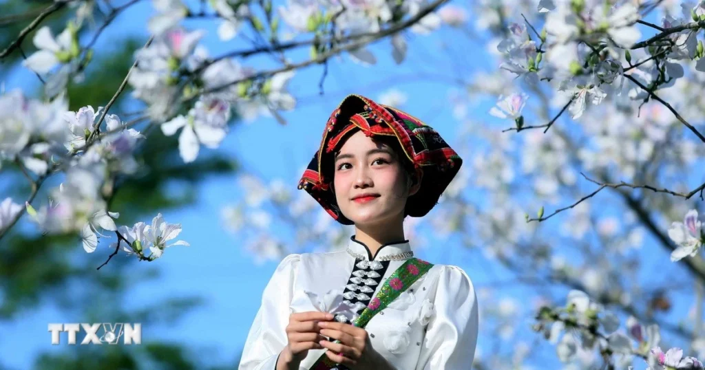 Hoa ban nở trắng níu chân du khách đến Sơn La 1 hoa ban 3