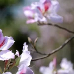 hoa ban khoe sac khap pho nui lai chau 8625102 7