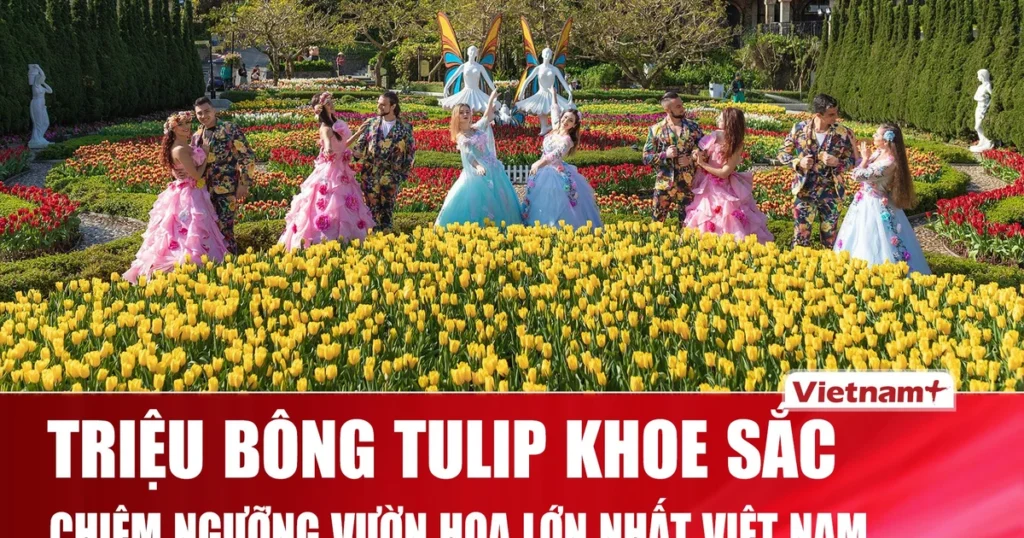 Say đắm vườn hoa Tulip lớn nhất Việt Nam tại Bà Nà Hills 1 le hoi hoa tulip ba na hills