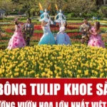 le hoi hoa tulip ba na hills