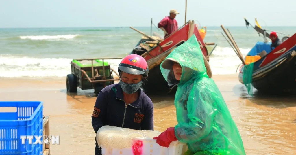 Quảng Trị: Sứa biển dồi dào, ngư dân "trúng vụ" khai thác 1 ngu dan quang tri duoc mua sua bien