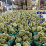 sau rieng thai lan