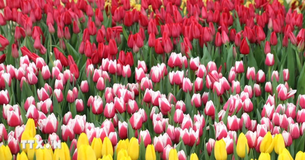 Mỹ: Washington D.C. rực rỡ Ngày hội hoa Tulip 1 tulip 12