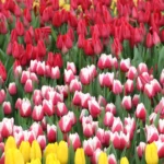 tulip 12