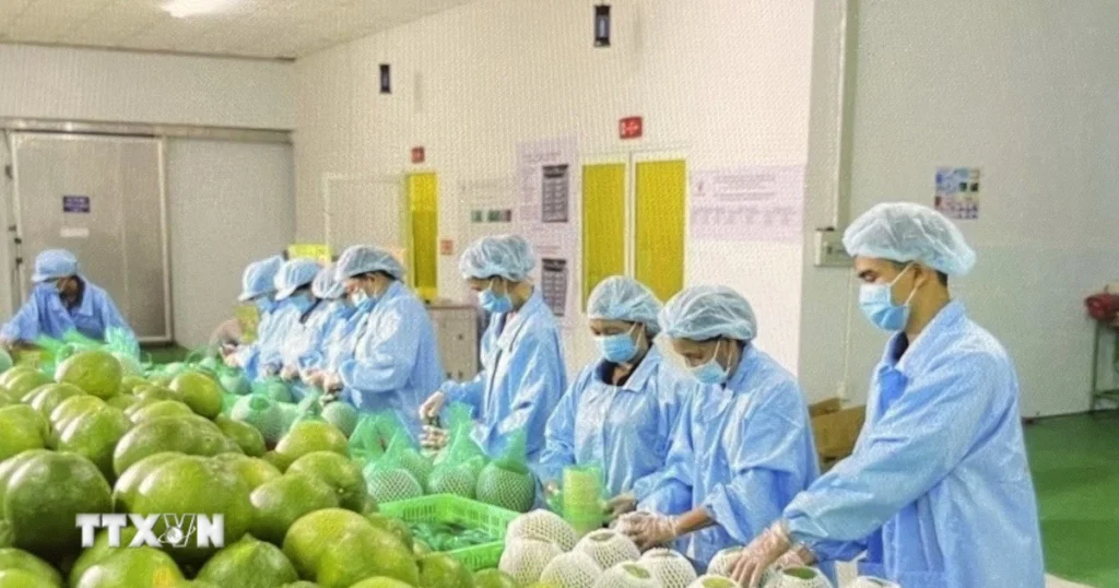 Đa dạng thị trường, giảm rủi ro xuất khẩu nông sản 1 xuat khau nong lam thuy san